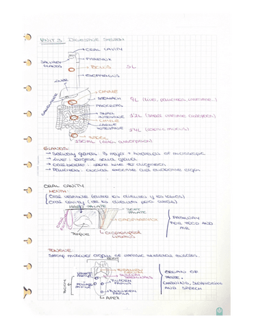 Anatomy-Unit-3-Digestive-System.pdf