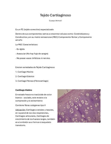 Tejido-Cartilaginoso.pdf