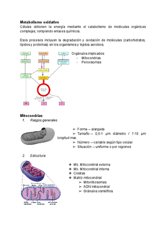 Tema-13-Mitocondrias-y-peroxisomas-metabolismo-oxidativo.pdf