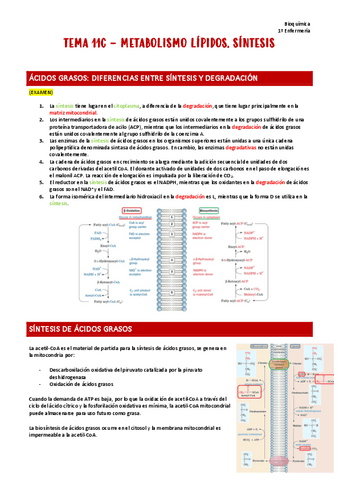 T11c.-Bioquimica.pdf