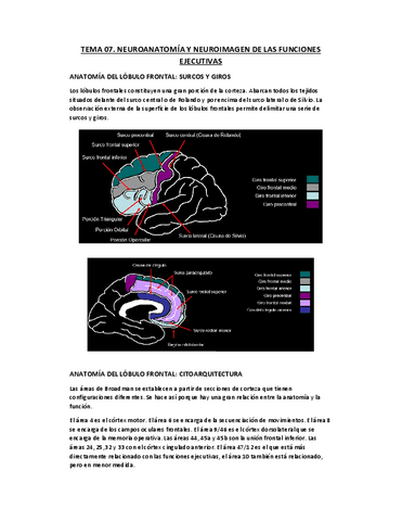 Tema-07.-Neuroanatomia-y-Neuroimagen-de-las-Funciones-Ejecutivas.pdf