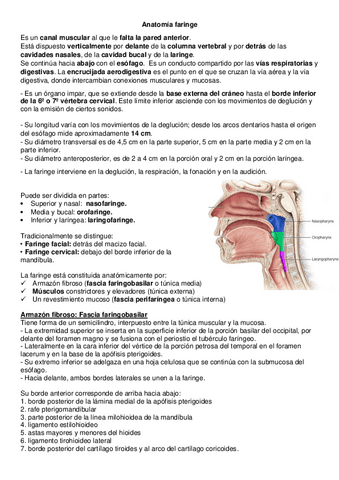 Anatomia-de-faringe.pdf