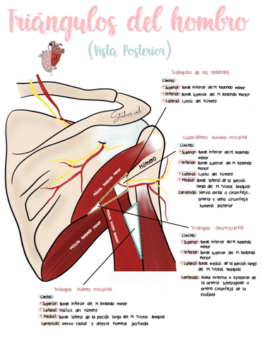 Musculos-del-cuerpo-humano.pdf