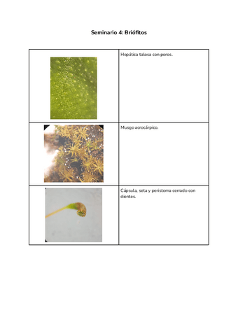 Seminario-4-Briofitos.pdf