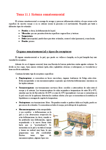 Tema-11.1-Sistema-somatosensorial.pdf