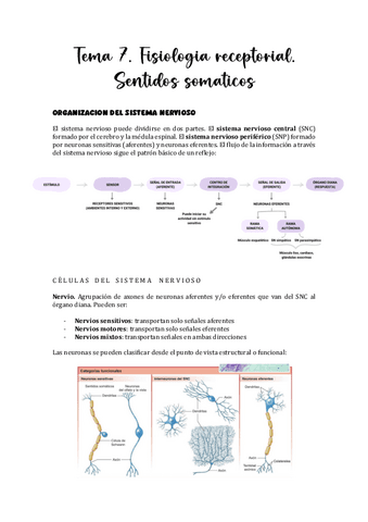 Tema-7.-Fisiologia-receptorial.-Sentidos-somaticos.pdf