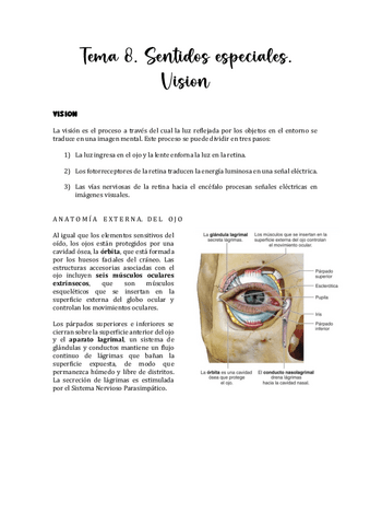 Tema-8.-Sentidos-especiales.-Vision.pdf