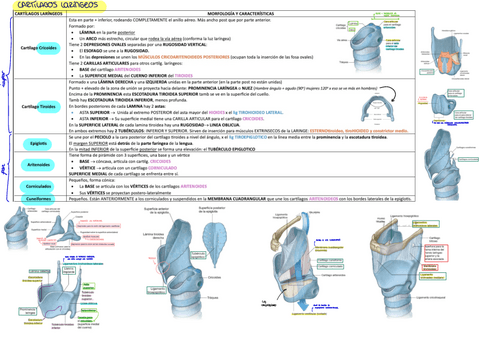 Cartilagos-de-la-laringe.pdf