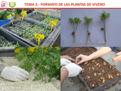 Tema-2.-Formato-de-plantas-de-vivero.pdf