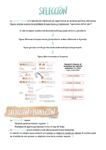 08.-Seleccion.pdf