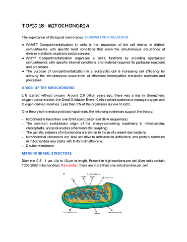 TOPIC-18-MITOCHONDRIA.pdf