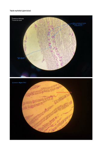 Imagenes-practicas-histologia.pdf