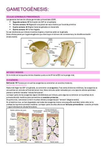 Embriologia-Temas-1-7-incluidos.pdf