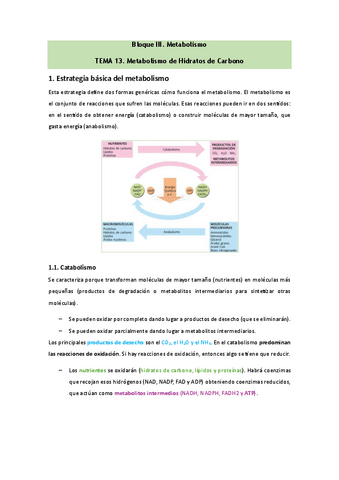 Bioquimica-Tema-13.pdf