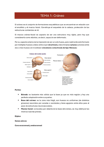 1.-craneo.pdf