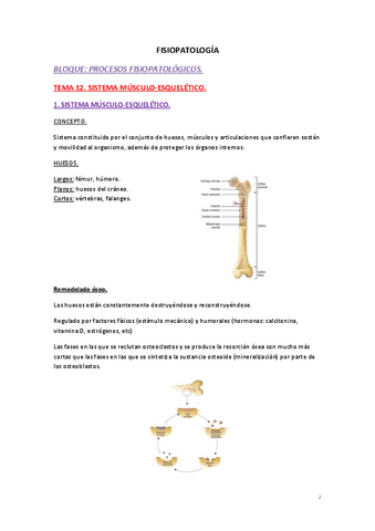 Apuntes-tema-12.-Sistema-Musculo-esqueletico.pdf