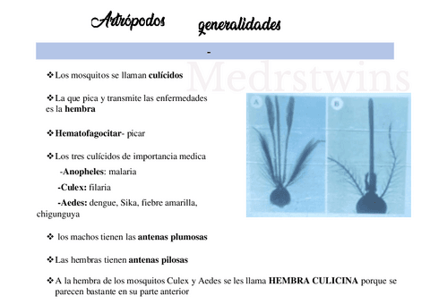 Artropodos.pdf