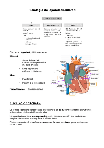 Fisiopatologia-de-laparell-circulatori.pdf