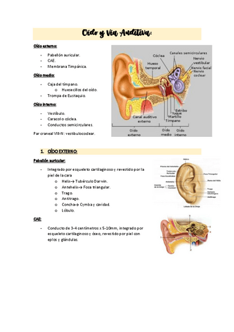 OIDO.Y.VIA.AUDITIVAAPUNTES.pdf