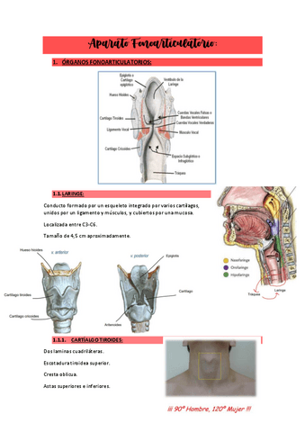 AP.FONOARTICULATORIOAPUNTES.pdf