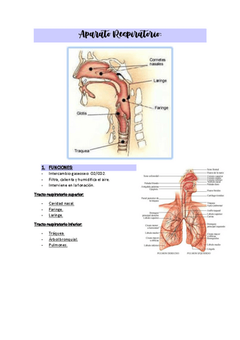 AP.RESPIRATORIOAPUNTES.pdf