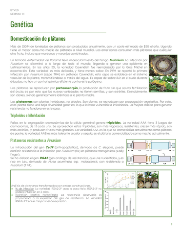 S11-Genetica.pdf