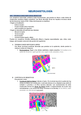 5.1-Neurohistologia-Terminaciones-nerviosas-sensitivas-y-nervio-periferico.pdf