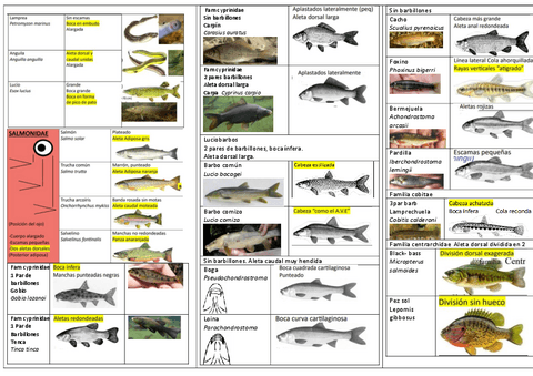 peces-reptiles-y-anfibios.pdf
