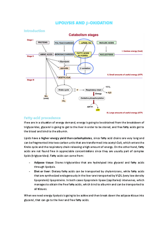 8.-LIPOLYSIS-AND-b.pdf