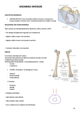 Anatomia-II.pdf