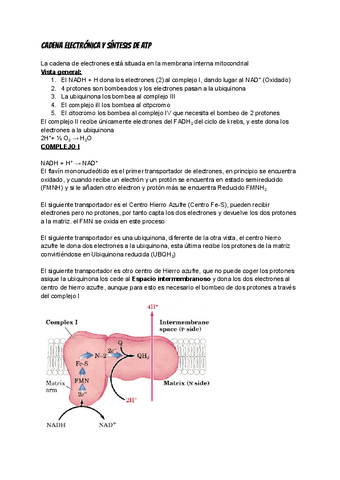 Bioquimica metabolica 2doExamen.pdf