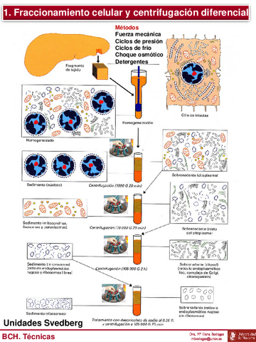 Tema-4-BCH-Alumnos-Tecnicas.pdf