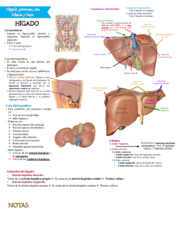 Higado-pancreas-vias-biliares-y-bazo.pdf