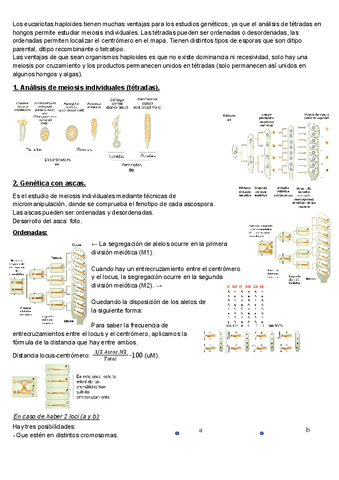T5-5.2-Mapas-cromosomicos-en-eucariotas-haploides.pdf