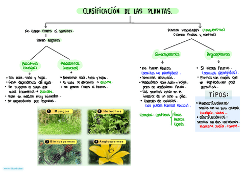ESQUEMA-CLASIFICACION-DE-LAS-PLANTAS.pdf