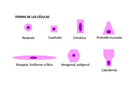 Esquemas-Sesiones-citologia-BCH.pdf