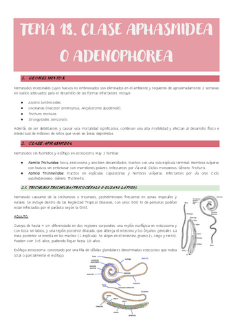 Tema-18.-Clase-Aphasmidea-o-Adenophorea.pdf