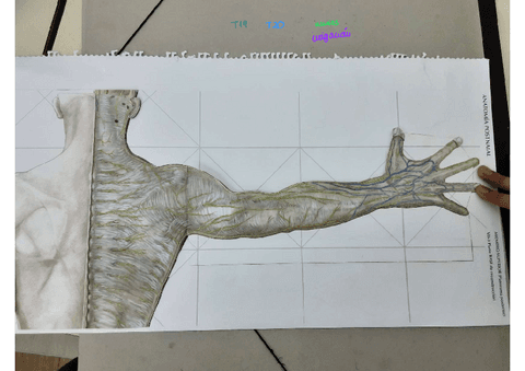 Extremidad-sup-parte-postbelorcio.pdf