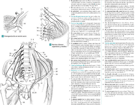 Apuntes de Métodos Específicos de Intervención en Fisioterapia III