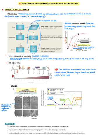 11.-Cell-mechanics-with-AFM.pdf