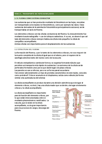 tema-5.pdf