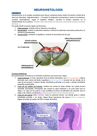 5.3-Neurohistologia-Cerebelo.pdf