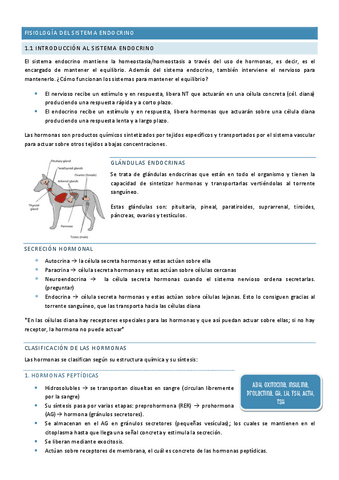 Sistema-endocrino-fisologia.pdf