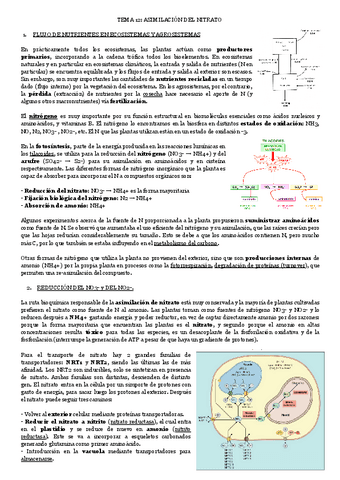 TEMA-12-ASIMILACION-DEL-NITRATO.pdf