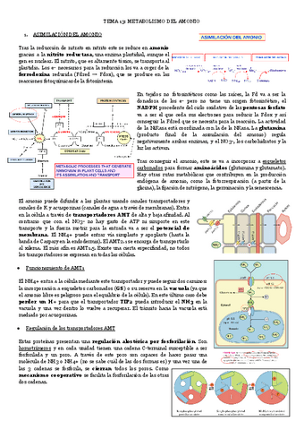 TEMA-13-METABOLISMO-DEL-AMONIO.pdf