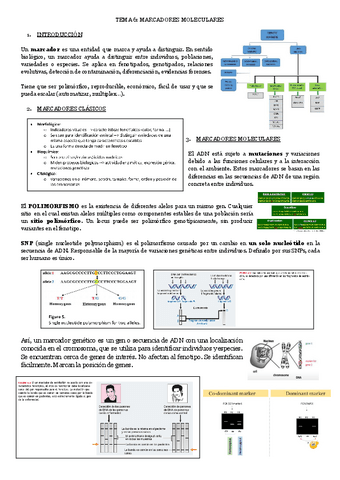 TEMA-6-MARCADORES-MOLECULARES.pdf