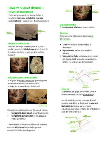 Tema-29.-Sistema-limbico-II.pdf