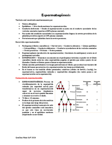 4.-Espermatogenesis.pdf
