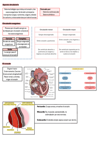 Tema-2.Sistema-cardiovascular.pdf