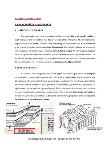 AP-Parasitologia-Bloque-4-WH.pdf